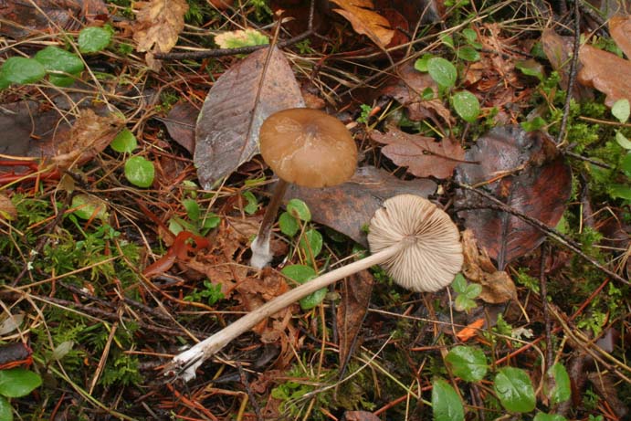 Nolanea hirtipes